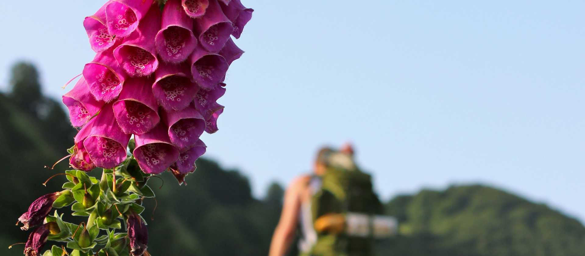 Crossing the French Spanish border on the Compostela Trail, Pyrenees | Helen Denman
