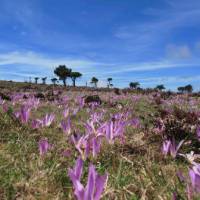 Crocuses on Camino | Andreas Holland