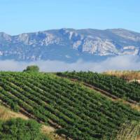 Rioja vineyards | Andreas Holland