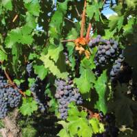 Grapes on vines in the Rioja wine region, Spain | Andreas Holland