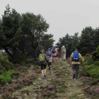 Hiking amongst heather on the Camino, Spain | Andreas Holland