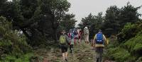 Hiking amongst heather on the Camino, Spain | Andreas Holland