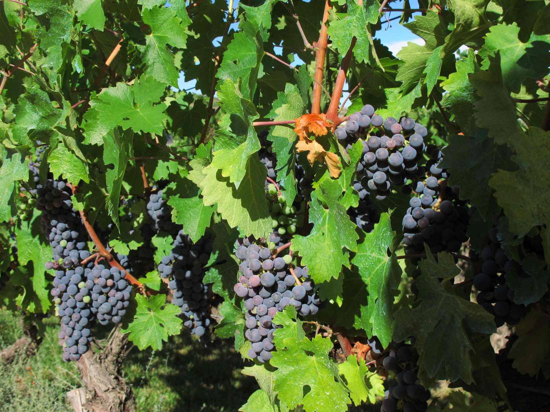 Grapes on vines in the Rioja wine region, Spain | <i>Andreas Holland</i>