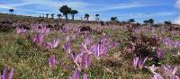 Crocuses on Camino | Andreas Holland