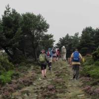 Hiking amongst heather on the Camino, Spain | Andreas Holland