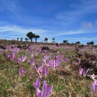 Crocuses on Camino | Andreas Holland