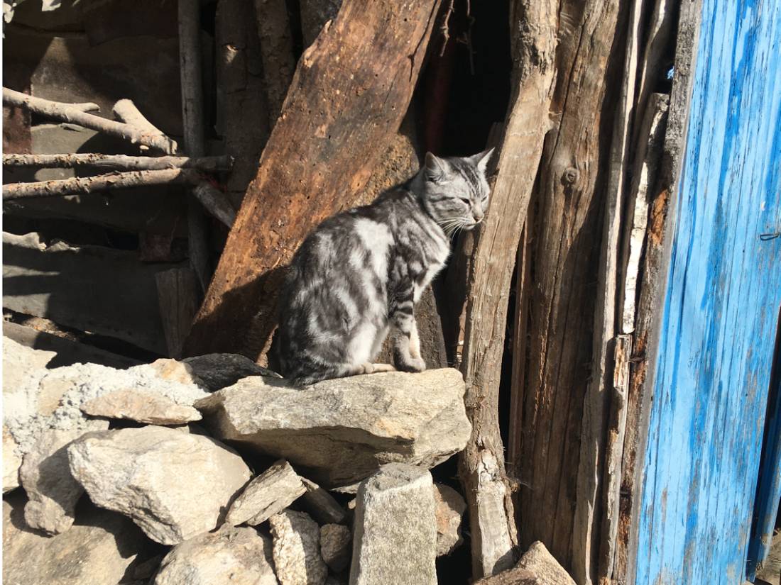 Spotting a cat along the Camino path |  <i>Rachel Mordy</i>