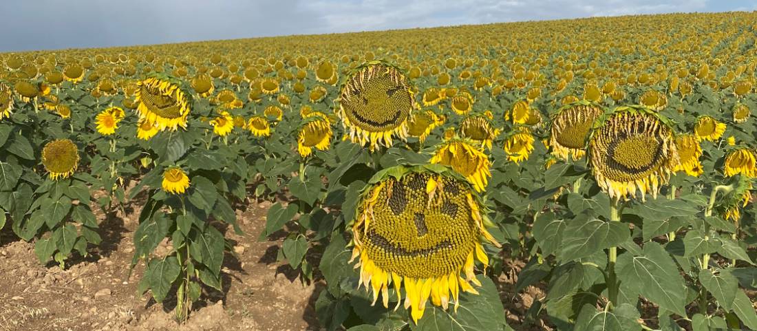 Happy sunflower |  <i>Sophie Shaw</i>