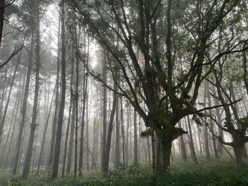 Gloomy forest |  Steven Yankiver