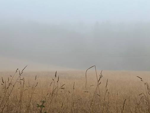 Morning fog on the Camino |  Steven Yankiver