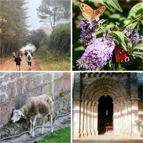 Camino highlights |  Steven Yankiver