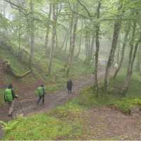 Walking through the mist to Roncesvalles on the Camino