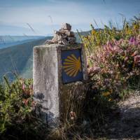 Camino shell sign among flowers