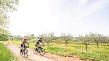 Cycling past olive groves on the Parenzana Cycle Trail