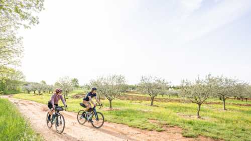 Cycling past olive groves on the Parenzana Cycle Trail