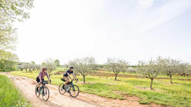 Cycling past olive groves on the Parenzana Cycle Trail