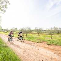 Cycling past olive groves on the Parenzana Cycle Trail