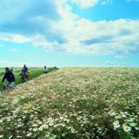 Cycling through the Danish countryside