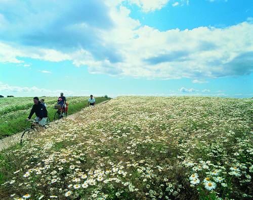 Cycling through the Danish countryside