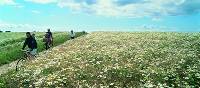 Cycling through the Danish countryside