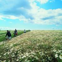 Cycling through the Danish countryside