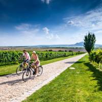 Cycling by vineyards in the Czech Republic | Petr Slavík