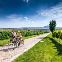 Cycling by vineyards in the Czech Republic | Petr Slavík