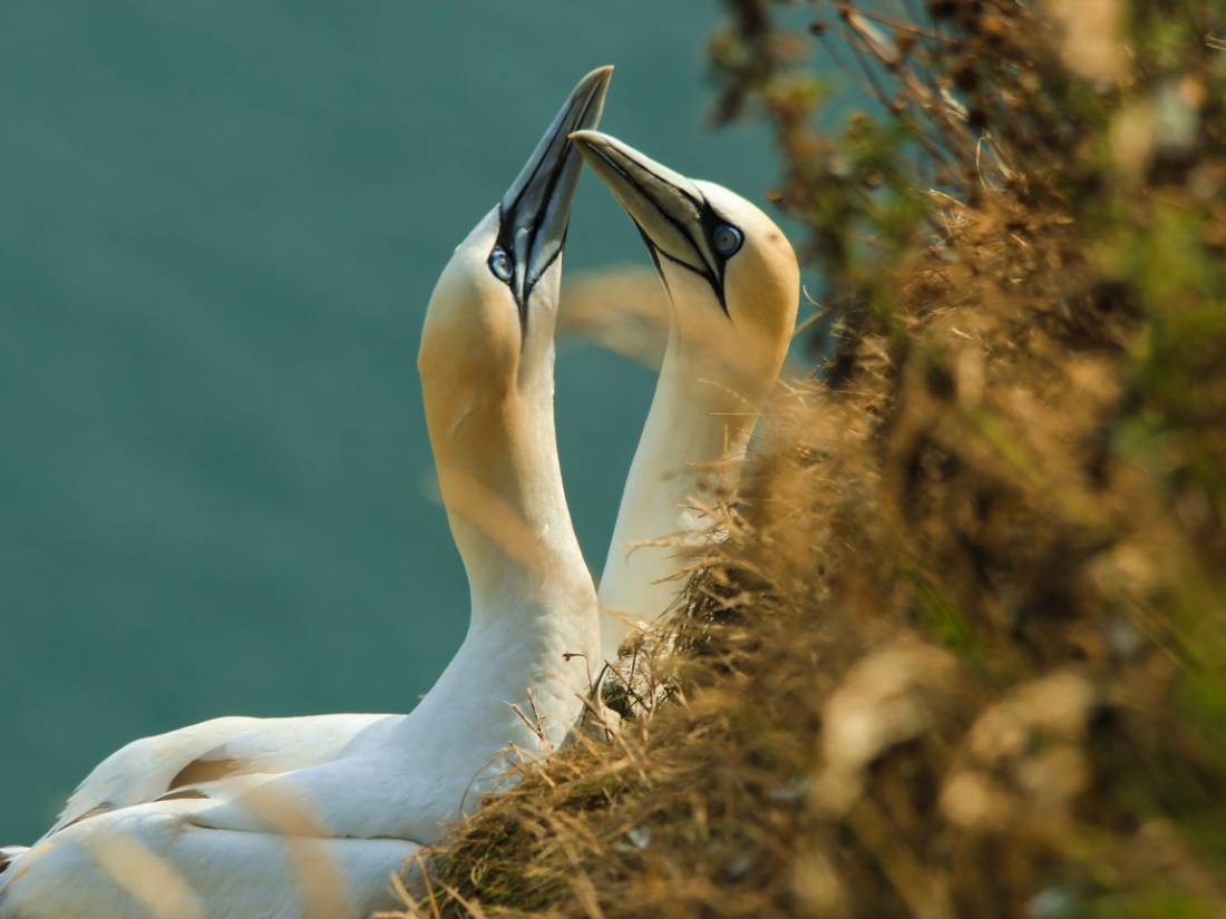 Gannets