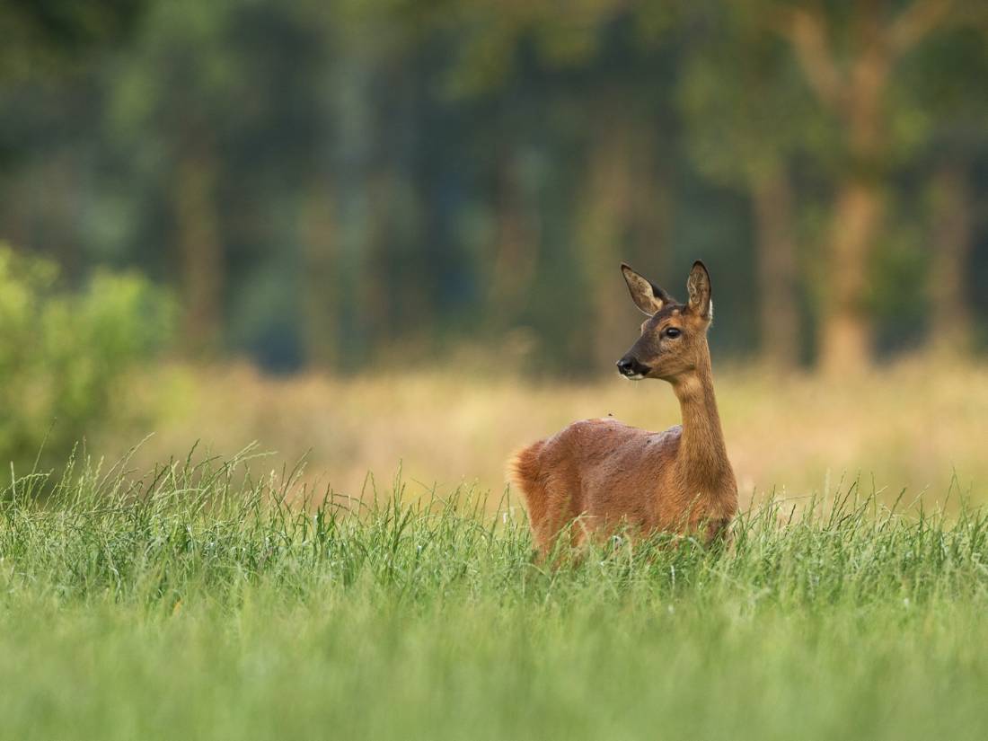 Roe deer in England |  <i>Hans Veth</i>