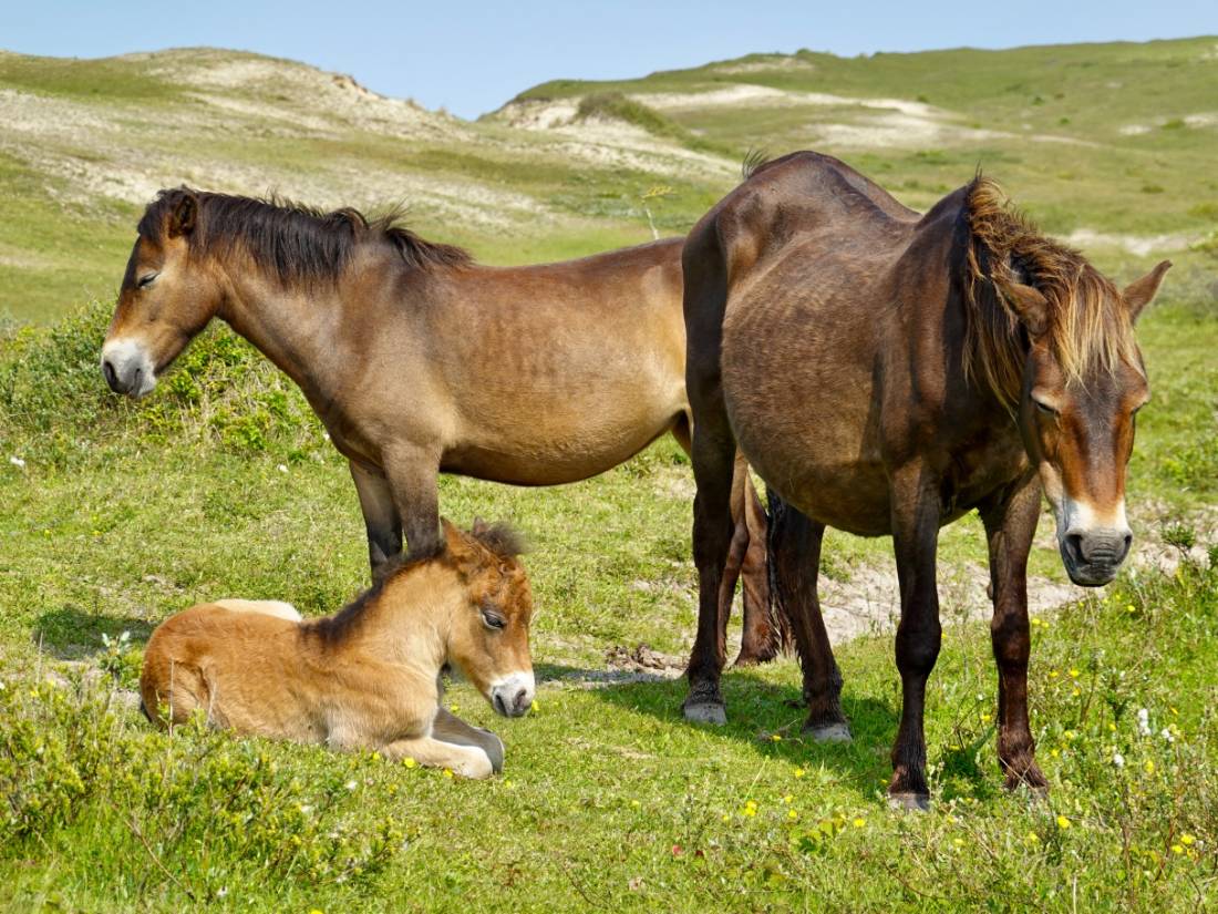 Exmoor ponies |  <i>Peter Hoogmoed</i>