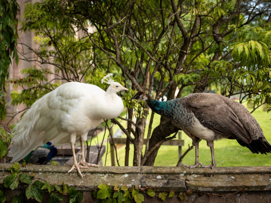 Peacocks at Scone Palace |  <i>Kenny Lam</i>