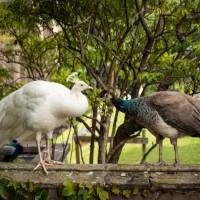 Peacocks at Scone Palace | Kenny Lam