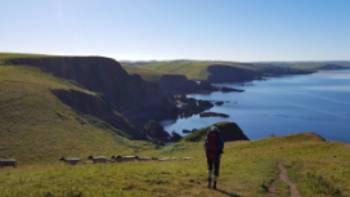 Walking with sheep on the South West Coast Path in Cornwall