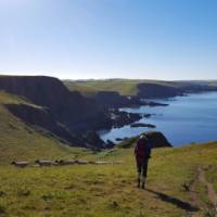 Walking with sheep on the South West Coast Path in Cornwall