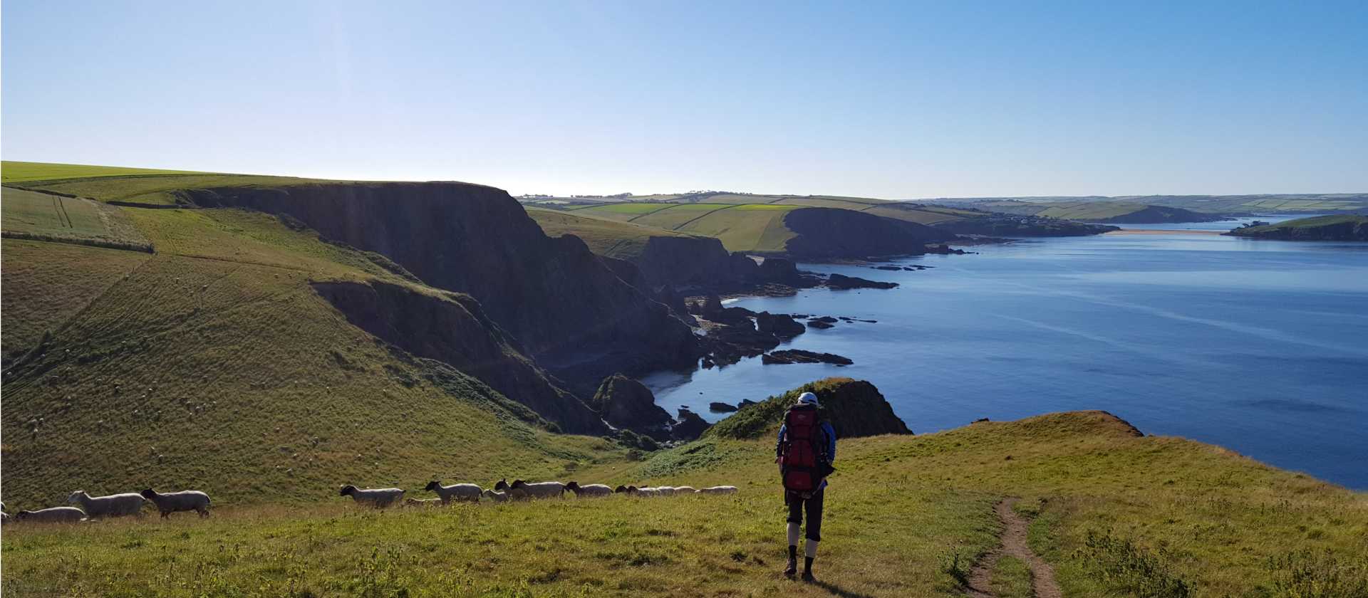 Walking with sheep on the South West Coast Path in Cornwall
