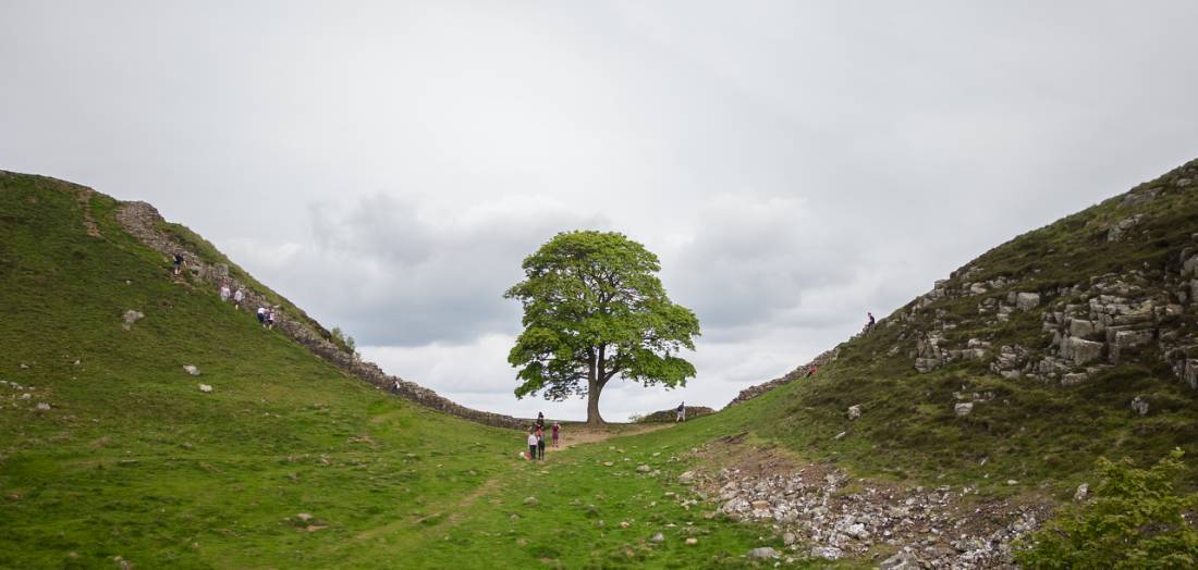 Discover the famous Sycamore Gap |  <i>Matt Sharman</i>