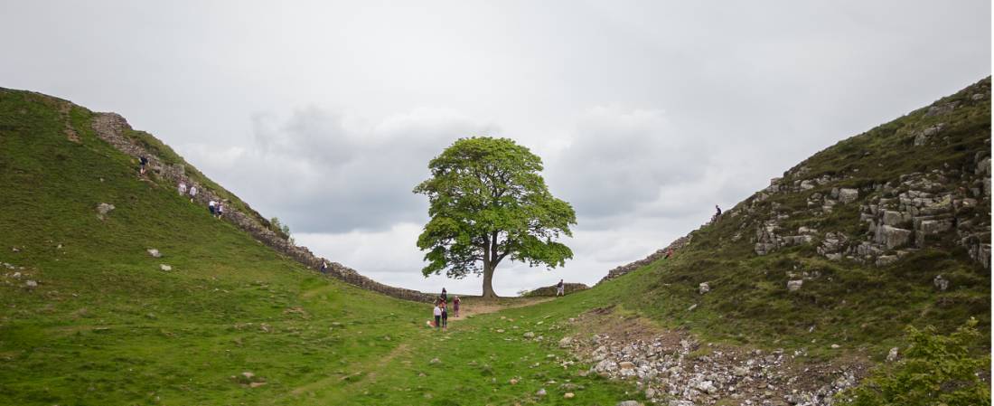 Discover the famous Sycamore Gap |  <i>Matt Sharman</i>