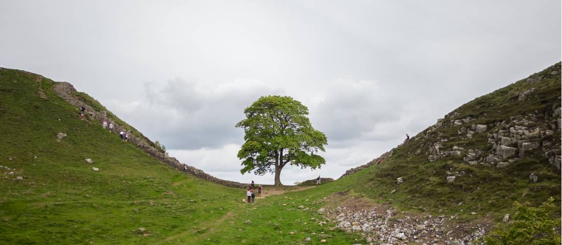 Discover the famous Sycamore Gap |  <i>Matt Sharman</i>