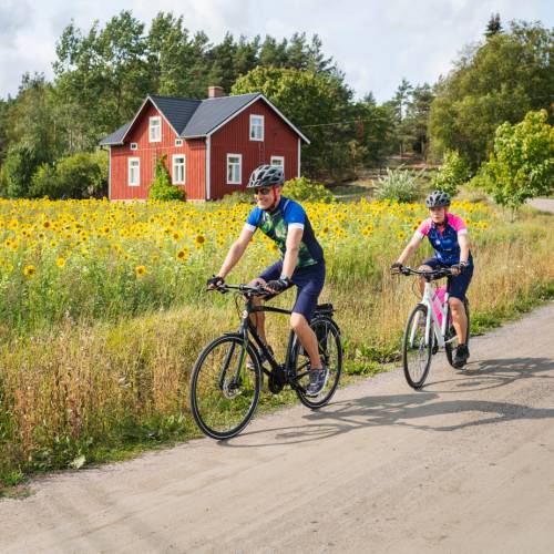 Cyclists enjoying the sunflowers as they cycle in the Turku Archipelago