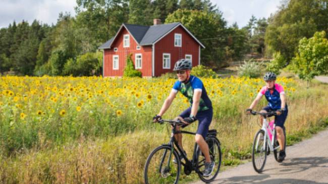 Cyclists enjoying the sunflowers as they cycle in the Turku Archipelago