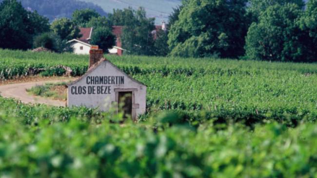 La Côte de Nuits, south of Dijon | Alain Doire