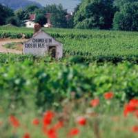 La Côte de Nuits, south of Dijon | Alain Doire