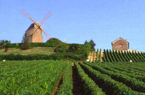 Verzenay mill in the Champagne vineyards&#160;-&#160;<i>Photo:&#160;Oxley</i>