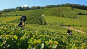 Chardonnay grape harvests in the Champagne vineyard | Olivier Roux