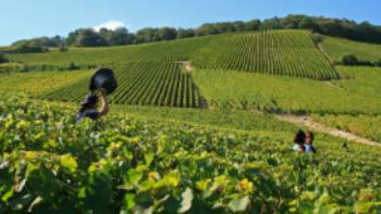 20128738,Olivier Roux Chardonnay grape harvests in the Champagne vineyard