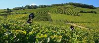 Chardonnay grape harvests in the Champagne vineyard | Olivier Roux
