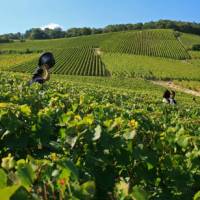 Chardonnay grape harvests in the Champagne vineyard | Olivier Roux