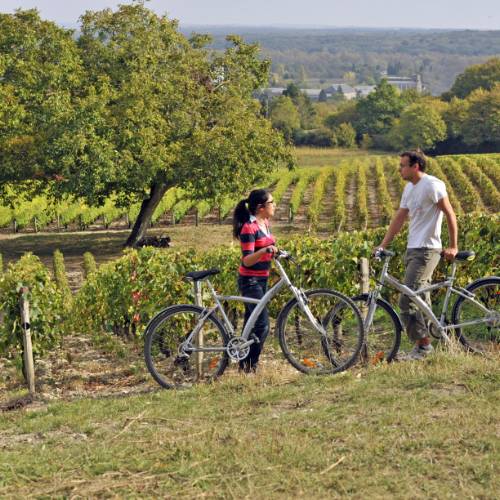 Cyclists in a Sancerre vineyard