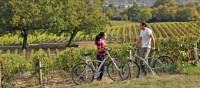 Cyclists in a Sancerre vineyard |  <i>Joel Damase</i>