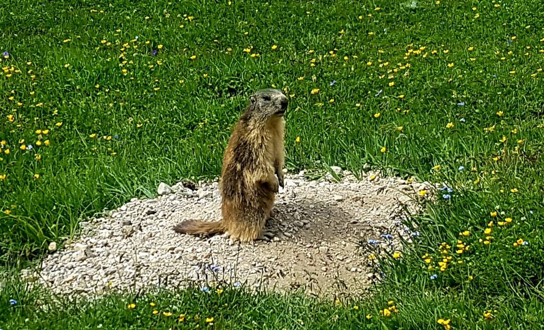 A cheeky marmot found along the GR5 trail in France |  <i>Vincent Lamy</i>